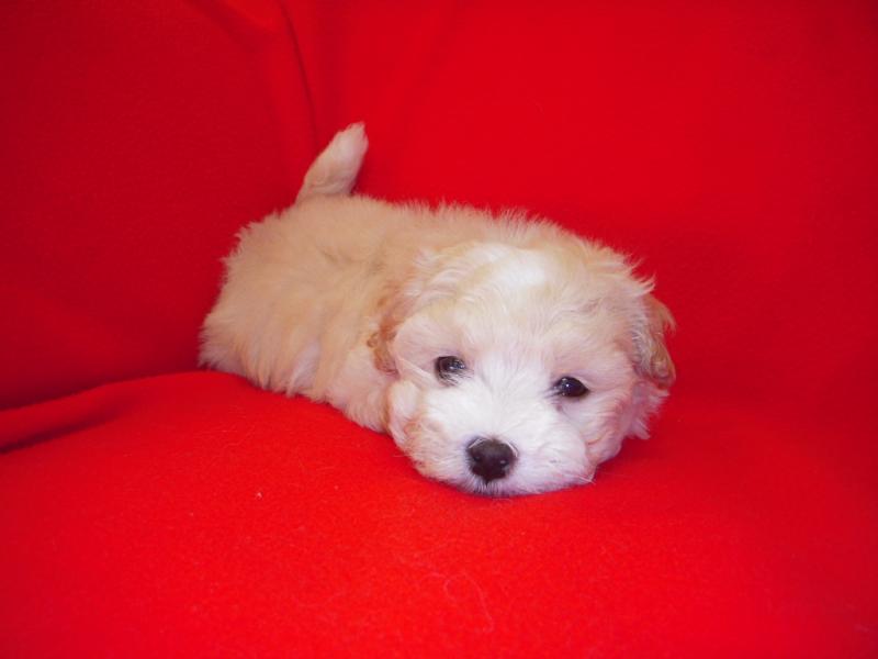 Puppy Town Hazelnut SOLD